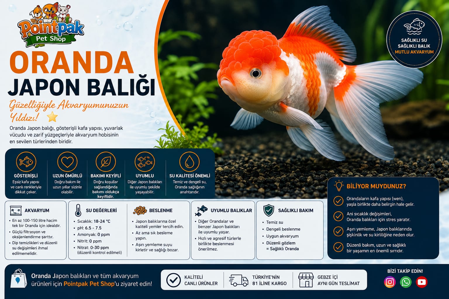 Oranda Japon Balığı Bakımı ve Özellikleri | Pointpak Pet Shop
