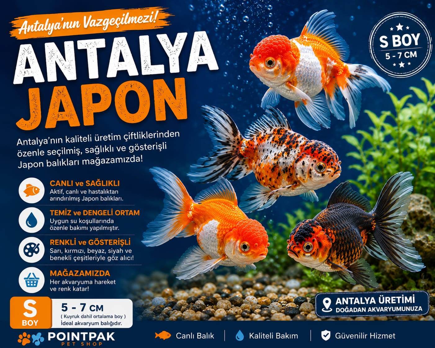 🐟 Antalya Japon  – S Boy (5–7 cm) 🐟