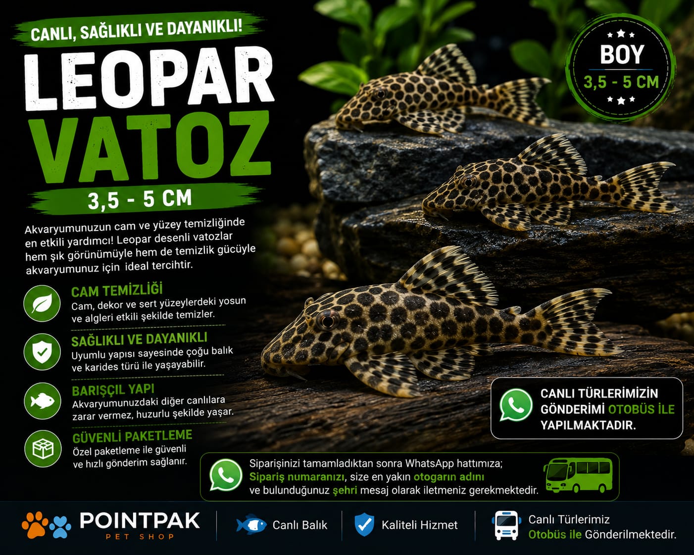 🐟 Leopar Vatoz (3,5–5 cm) 🐟