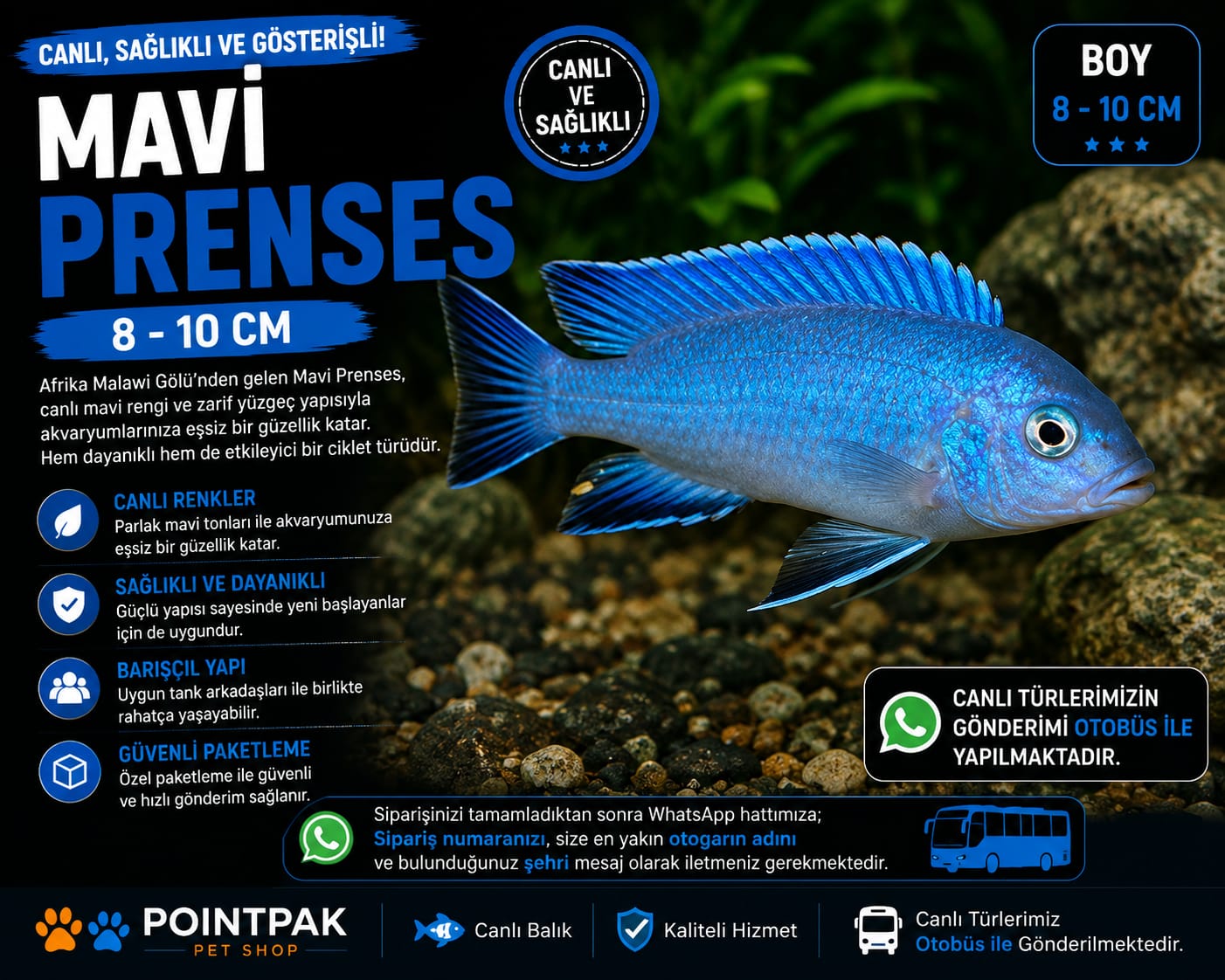 🐟 Mavi Prenses (8–10 cm) 🐟