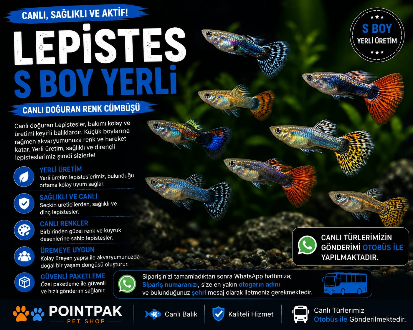 🐟 S Boy Yerli Lepistes 🐟