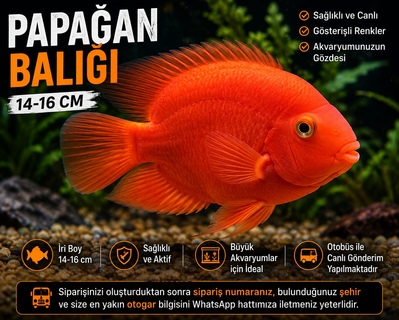 14–16 CM PAPAĞAN BALIĞI