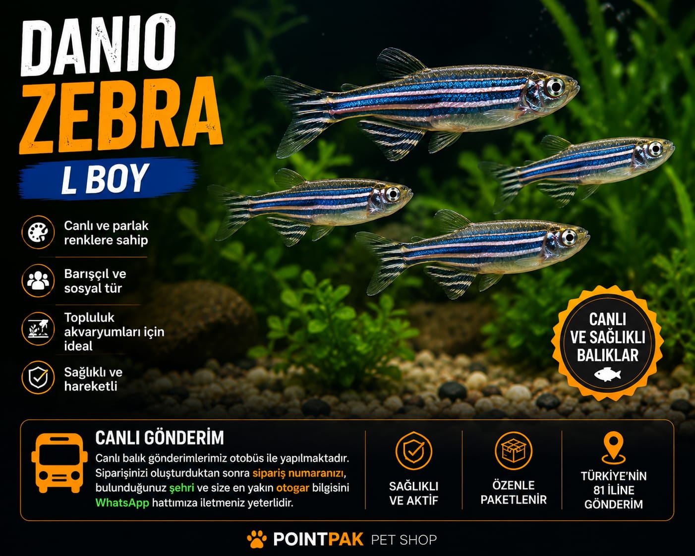 L Boy Danio Zebra