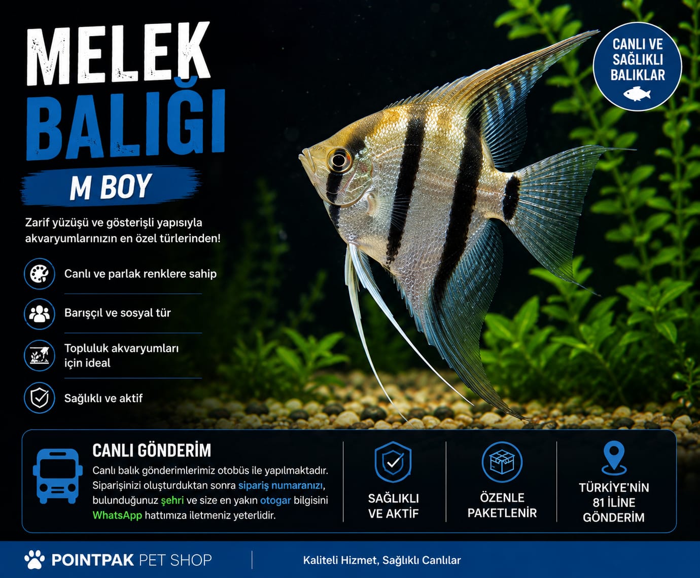 M Boy Melek Balığı