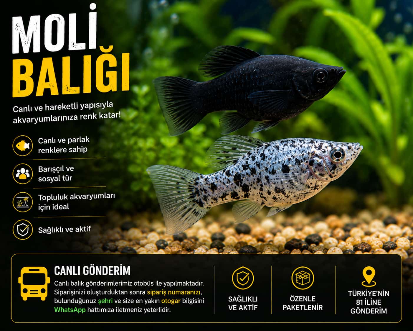 Moli
