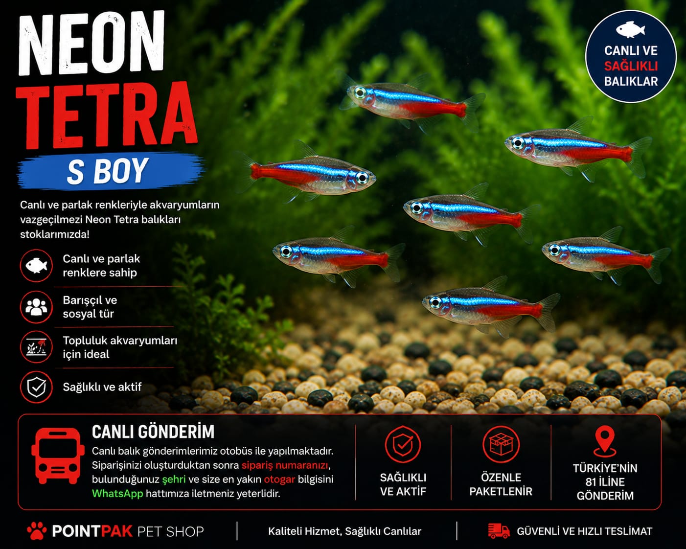 S Boy Neon Tetra