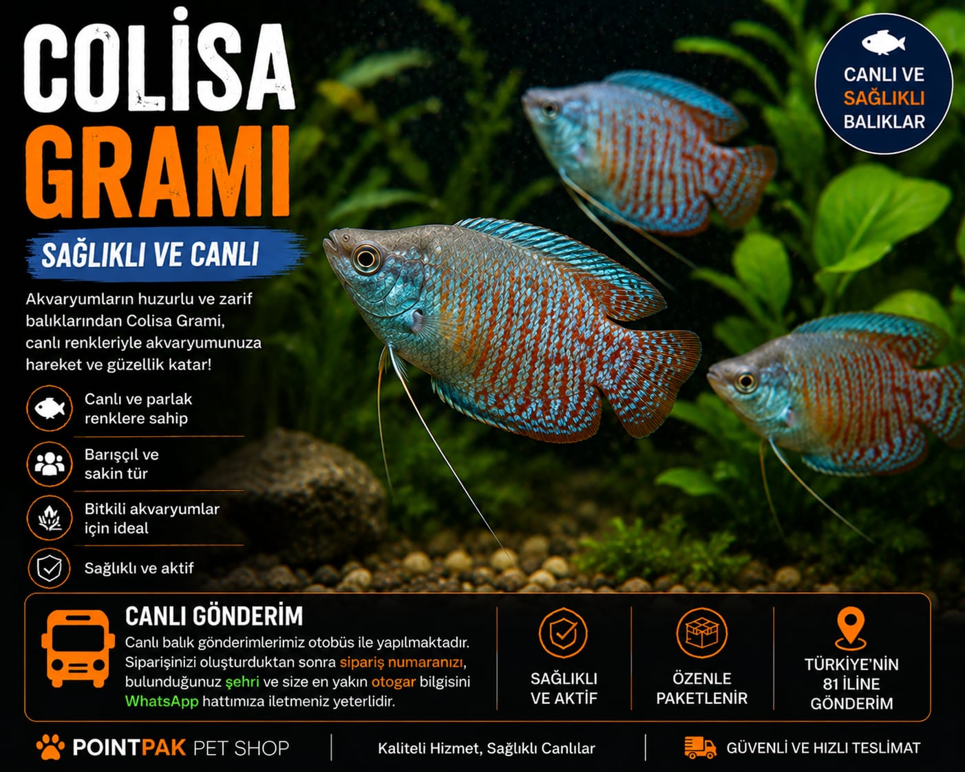 Colisa Grami