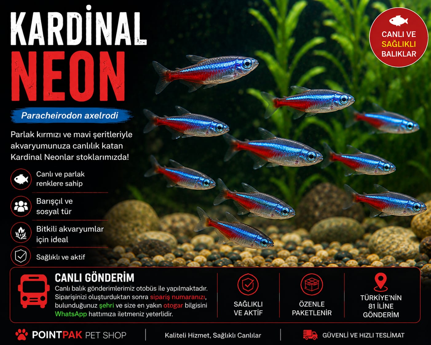 Kardinal Neon