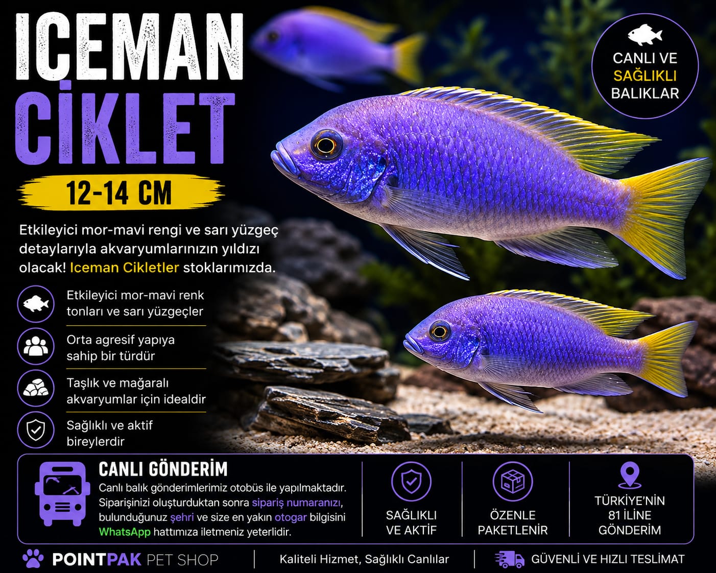 12–14 CM Iceman Ciklet
