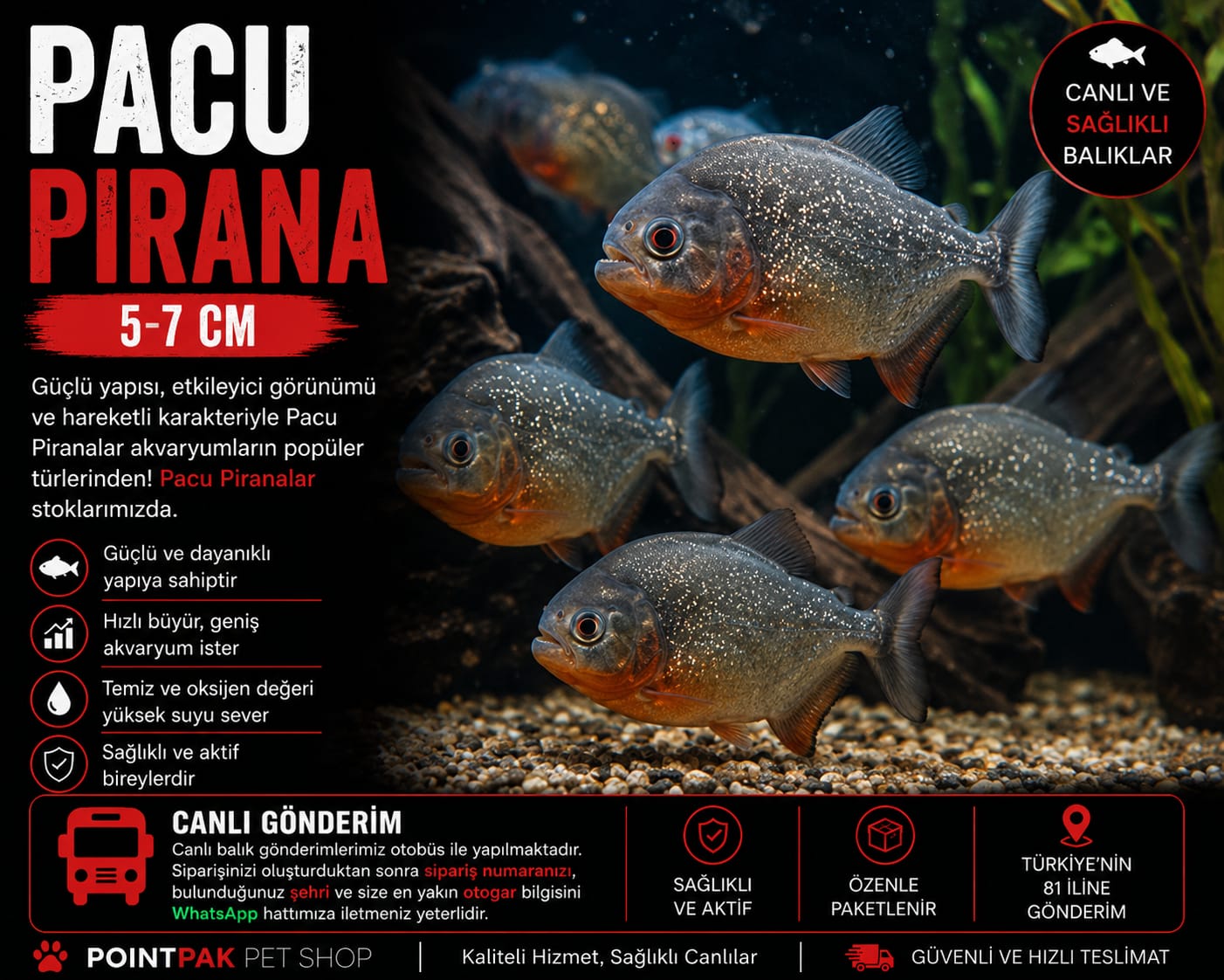5–7 CM Pacu Pirana