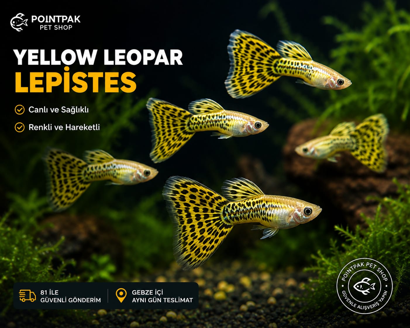 Yellow Leopar Lepistes