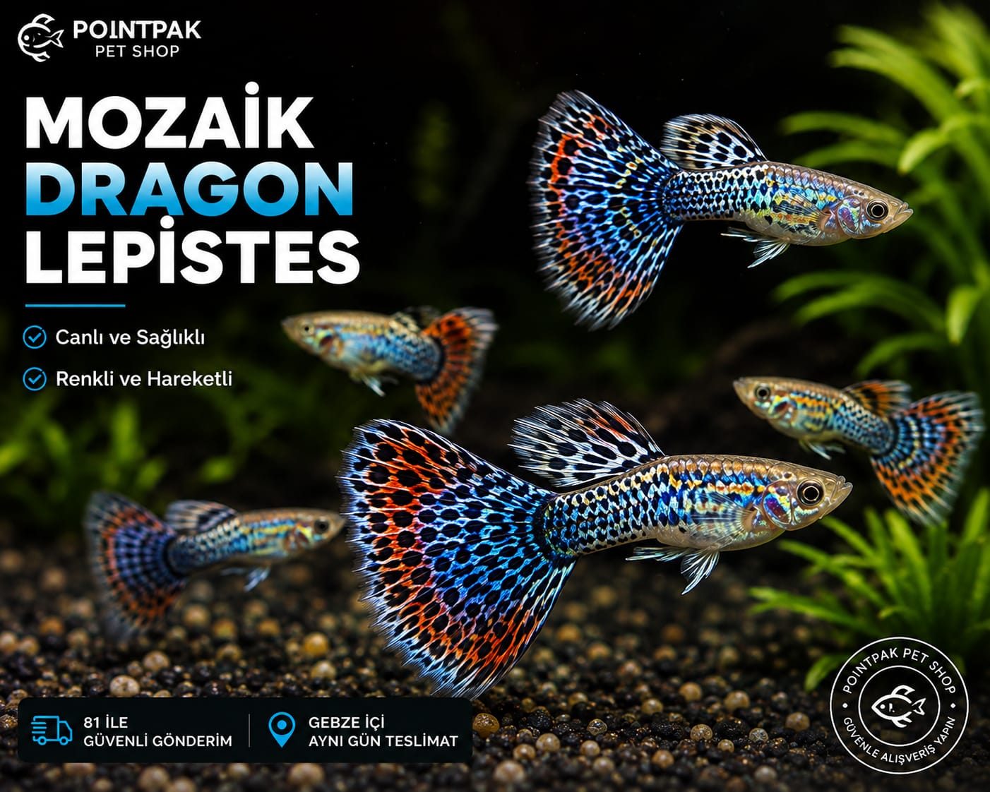 Mozaik Dragon Lepistes