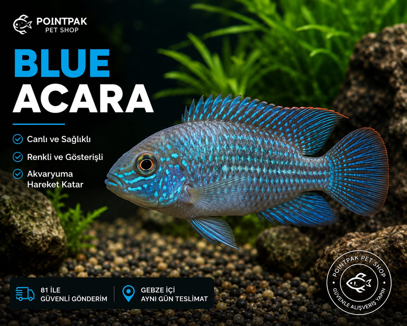 Blue Acara