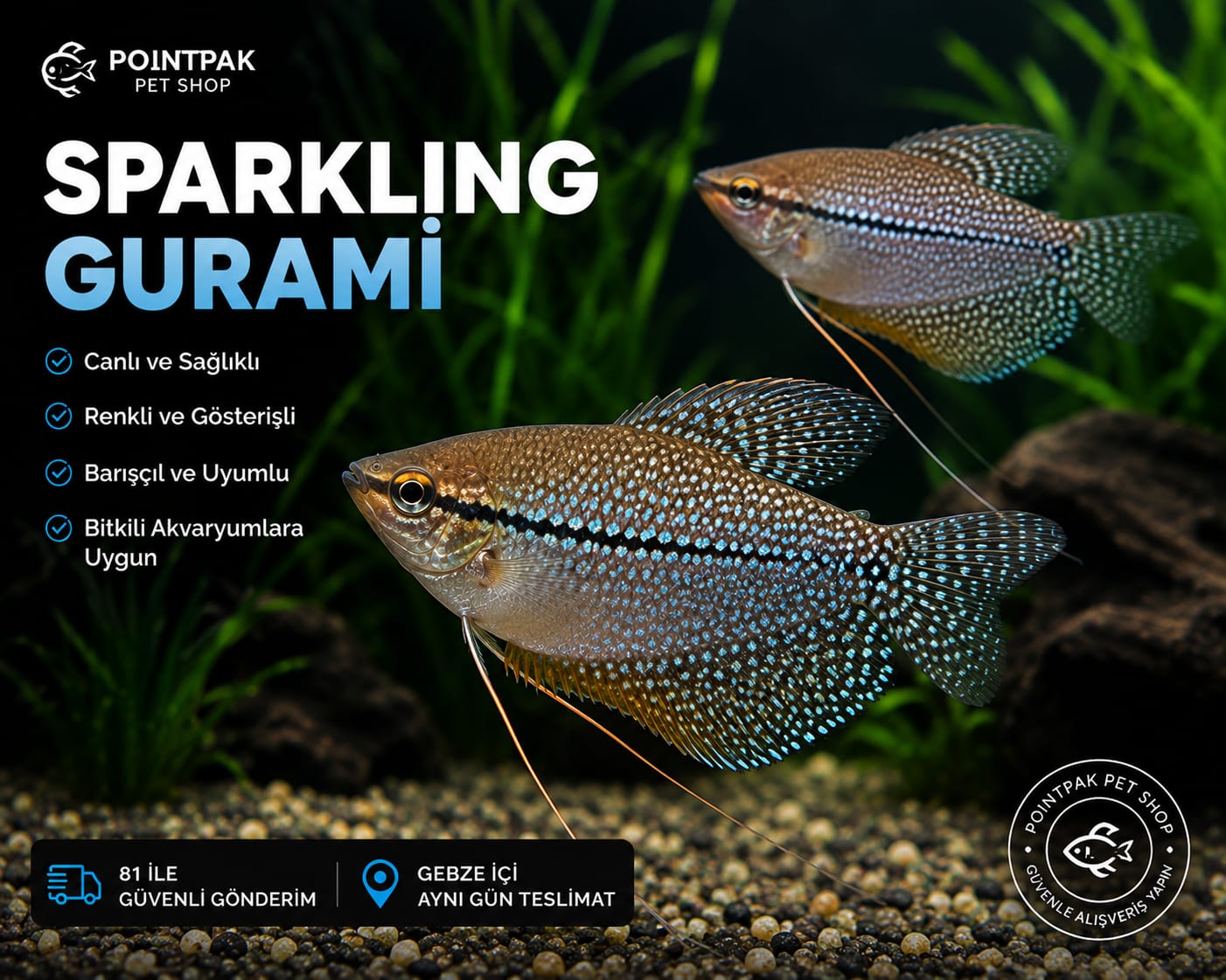 Sparkling Gurami S–M Boy