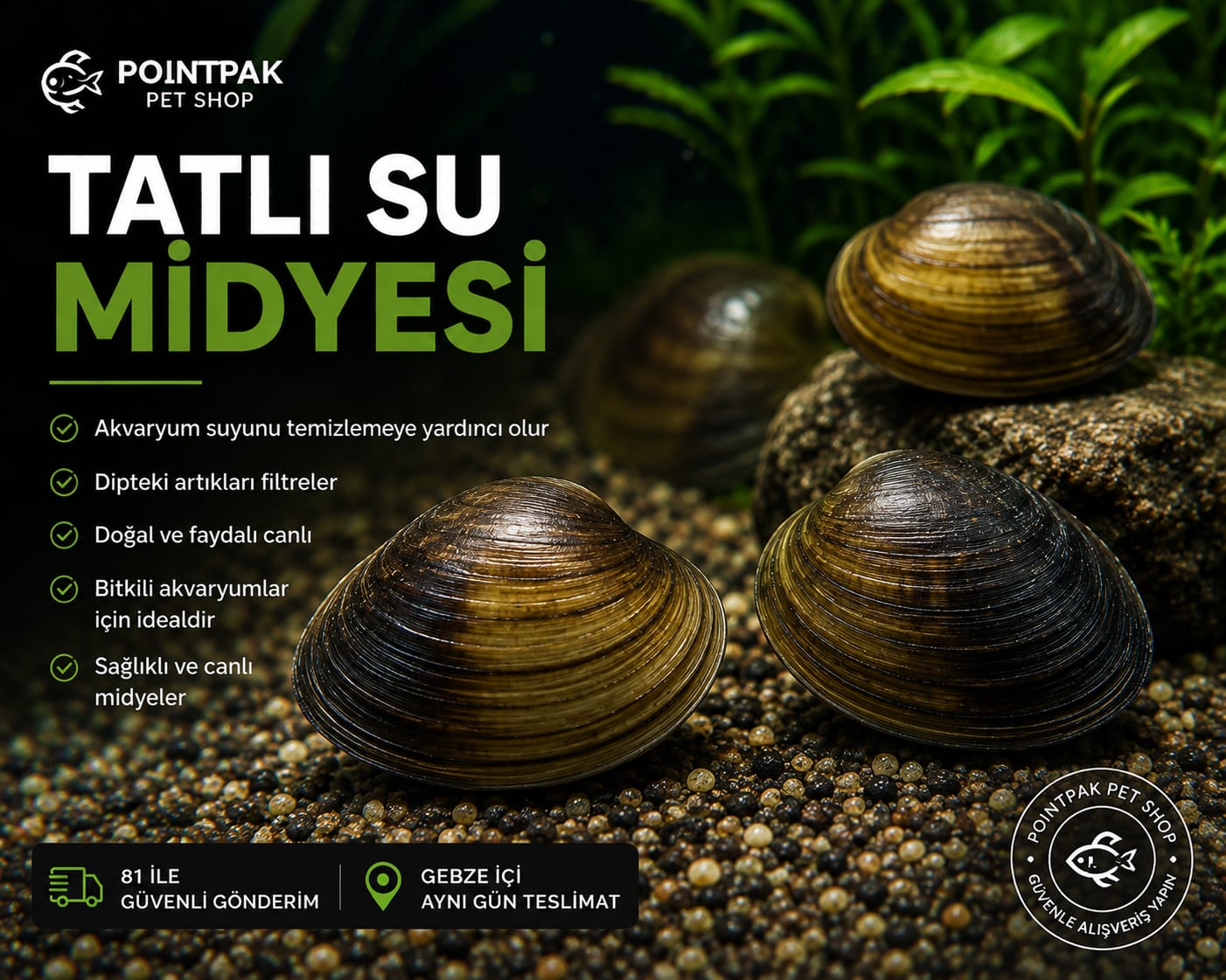 Tatlı Su Midyesi