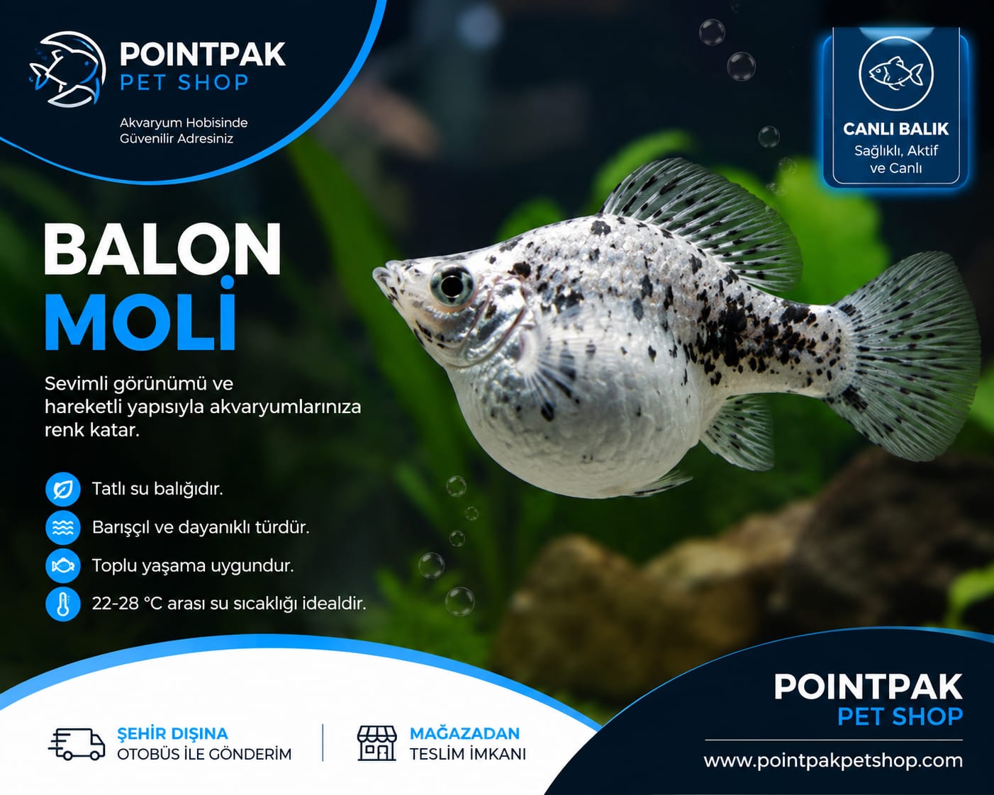 Balon Moli