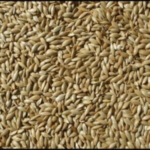 Açık Aspur (kanarya-muhabbet) 1 kg